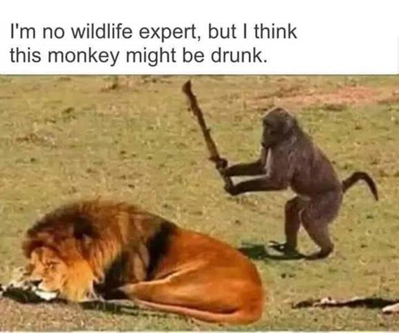 DrunkMonkey